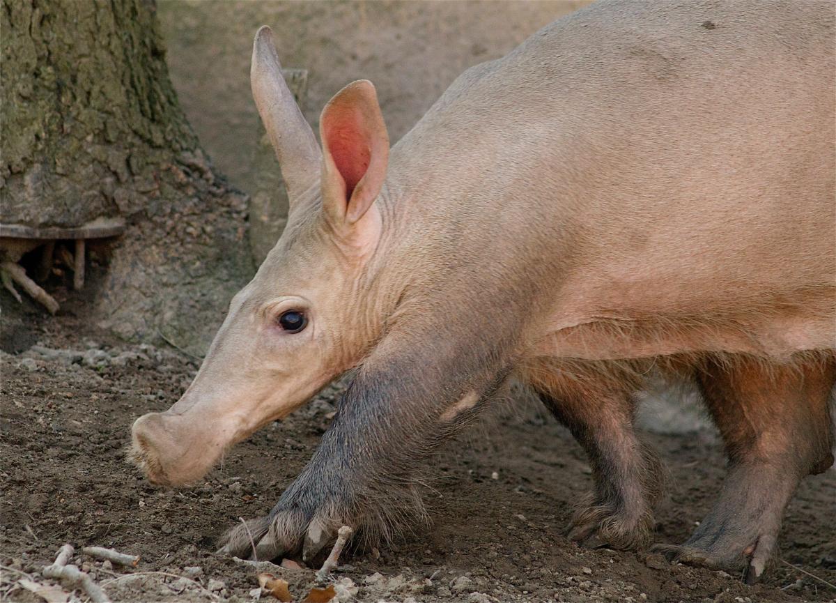 aardvark walking