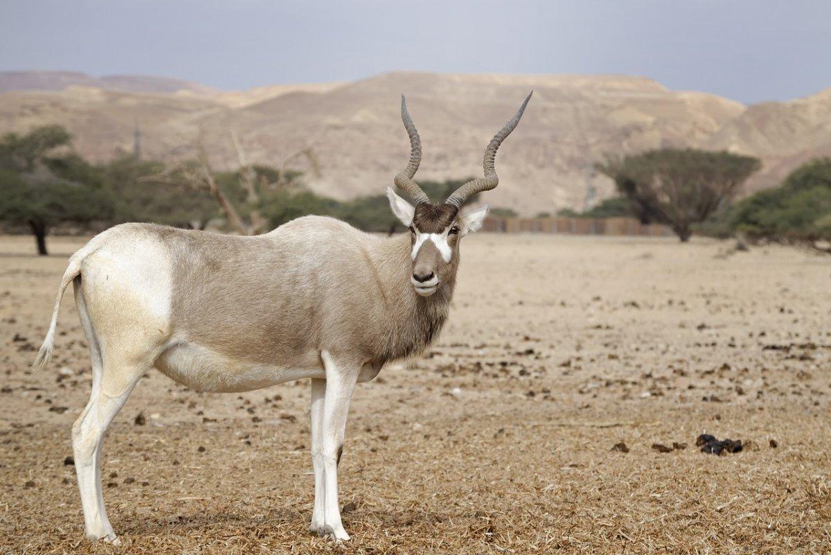 addax is part of the tunisia wildlife