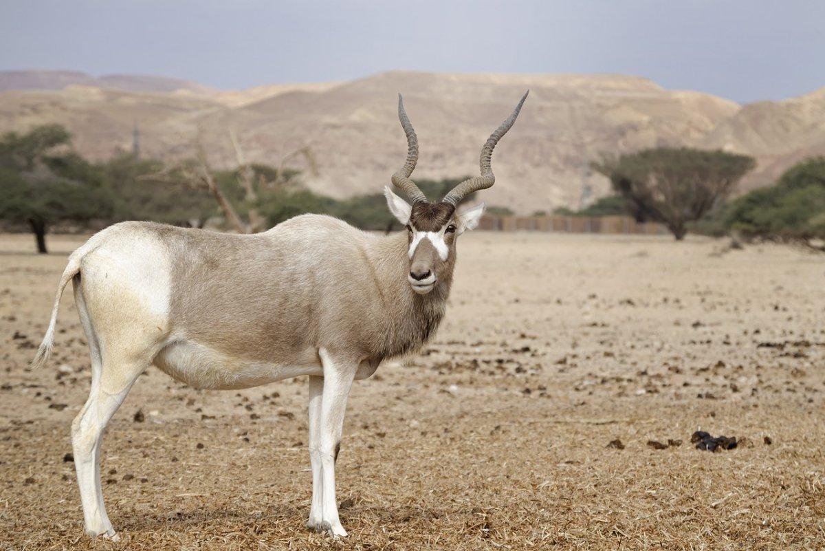 13 Wild Animals In Tunisia Wildlife In Tunisia Kevmrc
