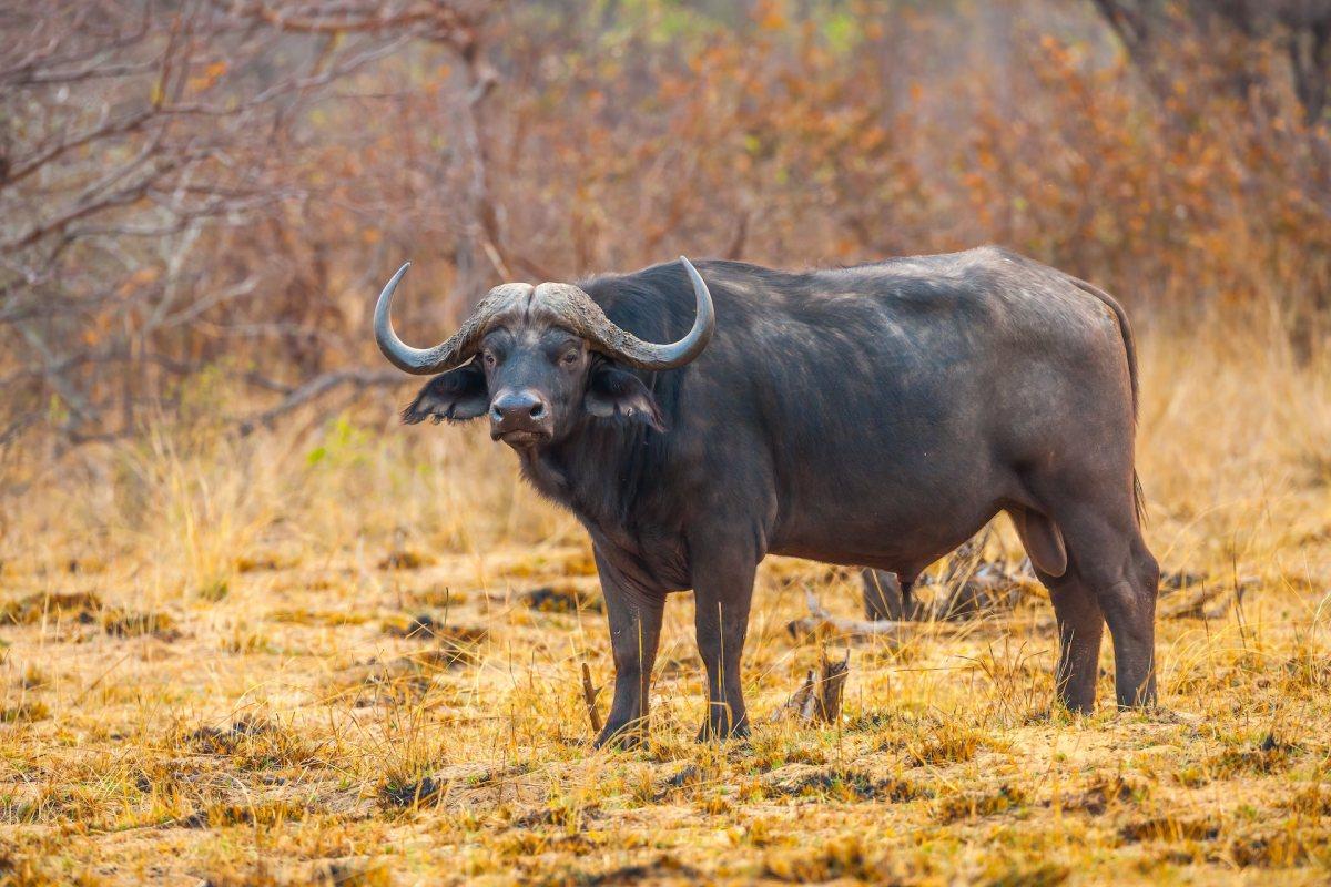 african buffalo counts in the zambian animals