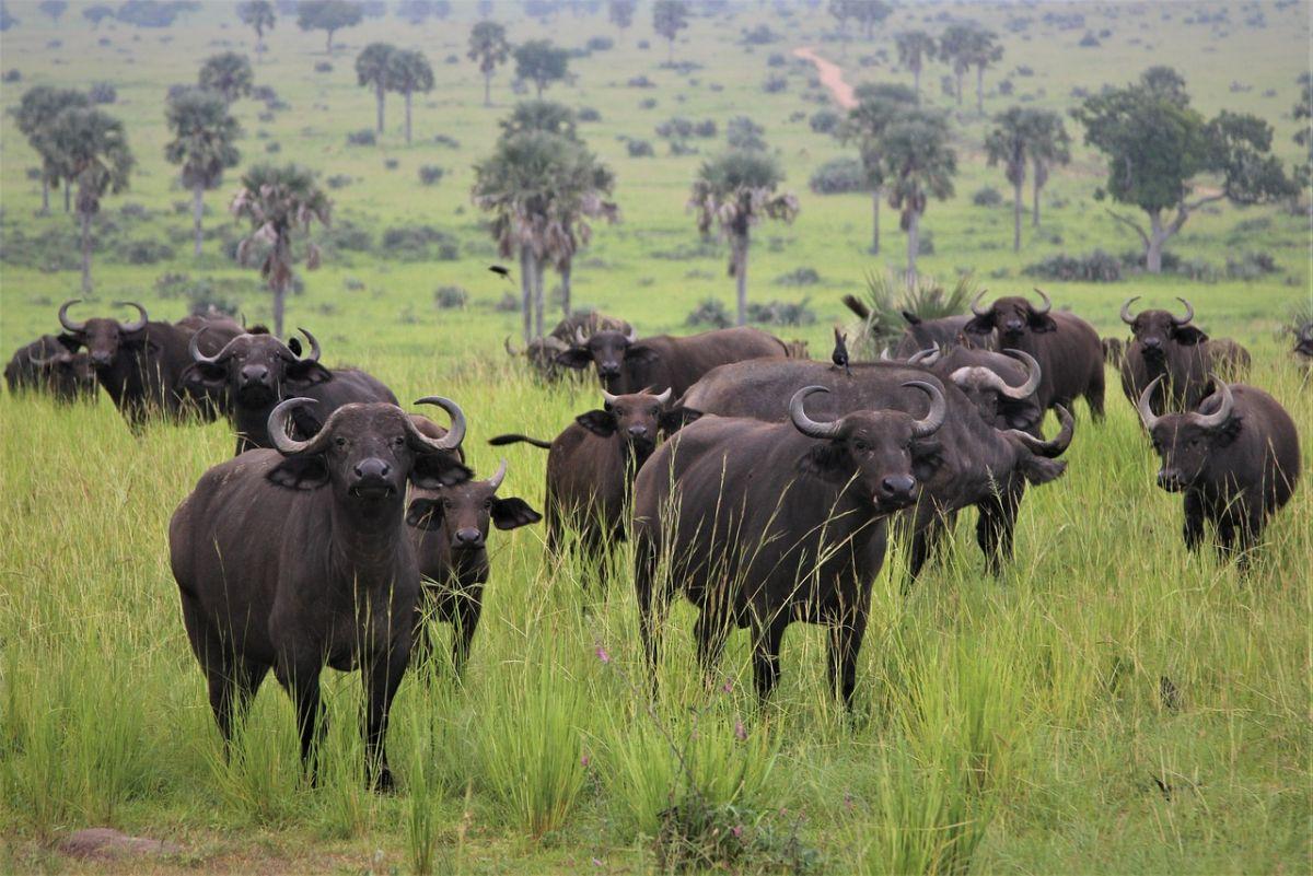 african buffalo is a niger animal