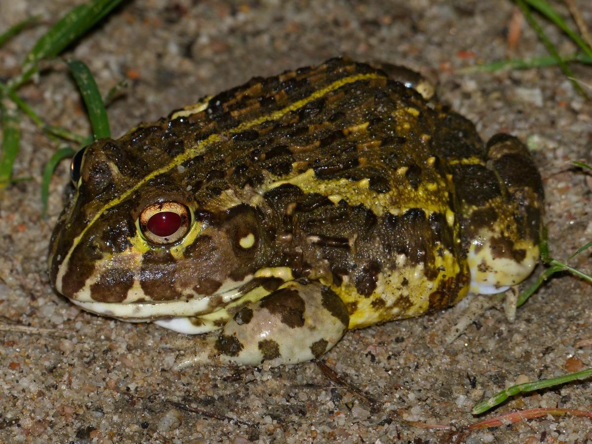 african bullfrog