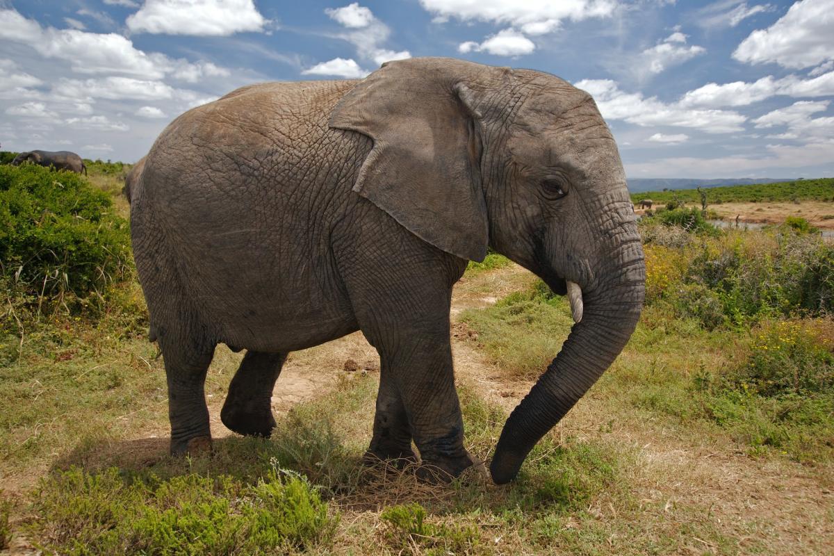 african bush elephant is among the ethiopian wild animals
