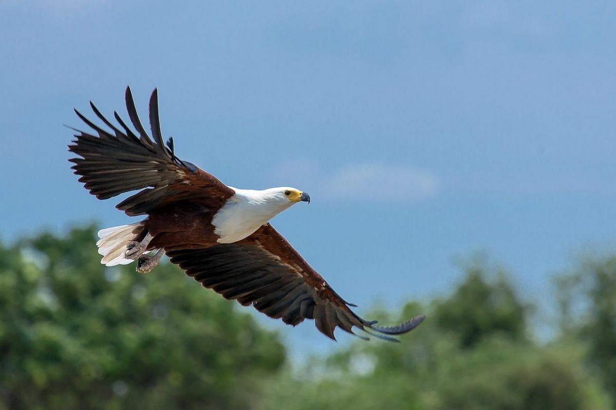 african fish eagle is the national animal of zambia