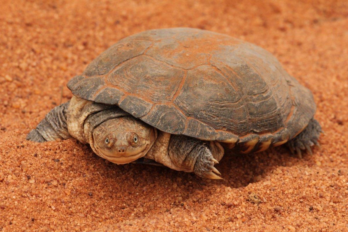 african helmeted turtle in the desert