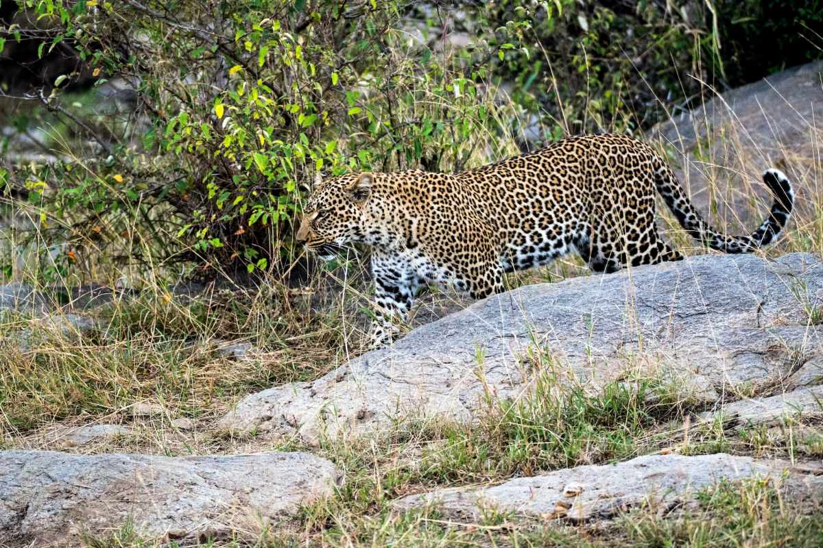 african leopard is a congo animal