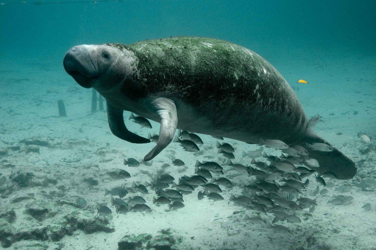 african manatee is among the endangered animals in the congo