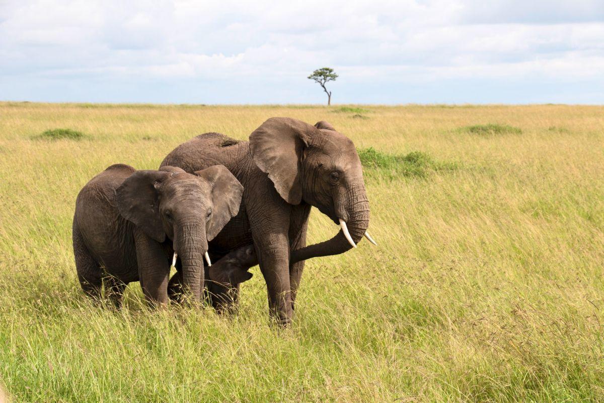 african savanna elephant is the national animal of mozambique