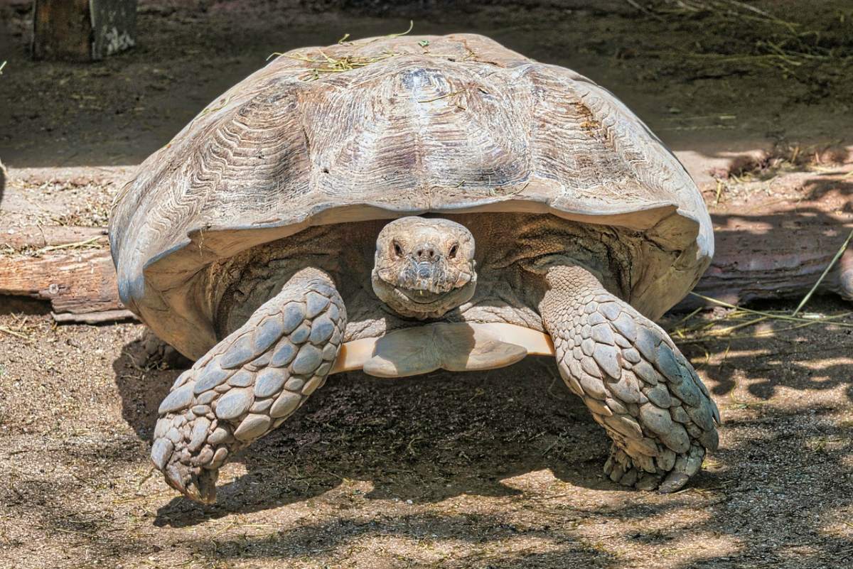 african spurred tortoise