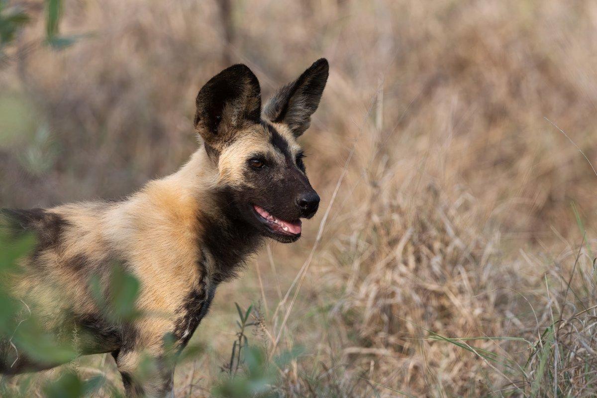 african wild dogs south africa