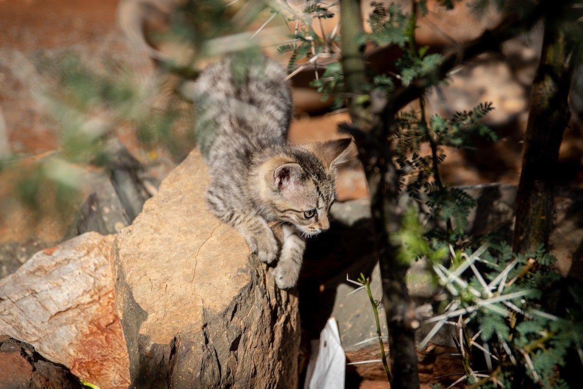 the african wildcat is in the small wild cats south africa has on its land