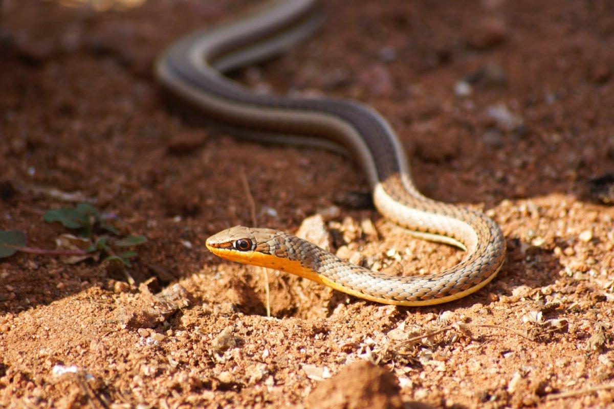afro asian sand snake is part of qatar wildlife