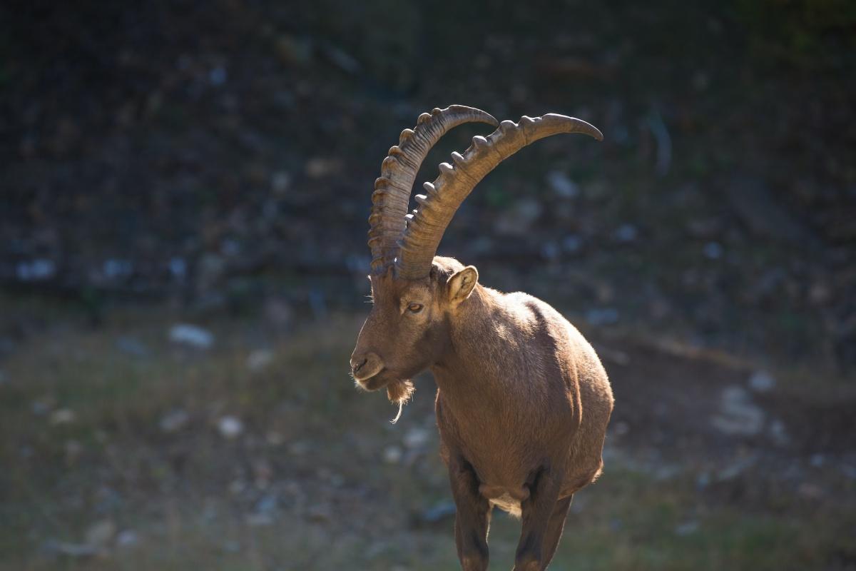 alpine ibex is part of the wildlife in the swiss alps