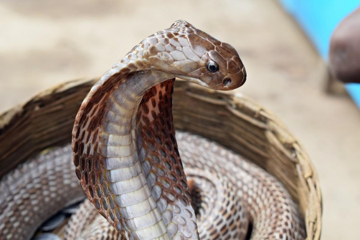 arabian cobra is part of the yemen wildlife