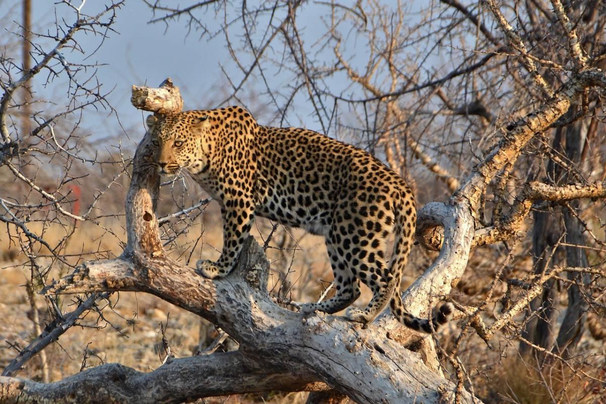 arabian leopard is the national animal of yemen