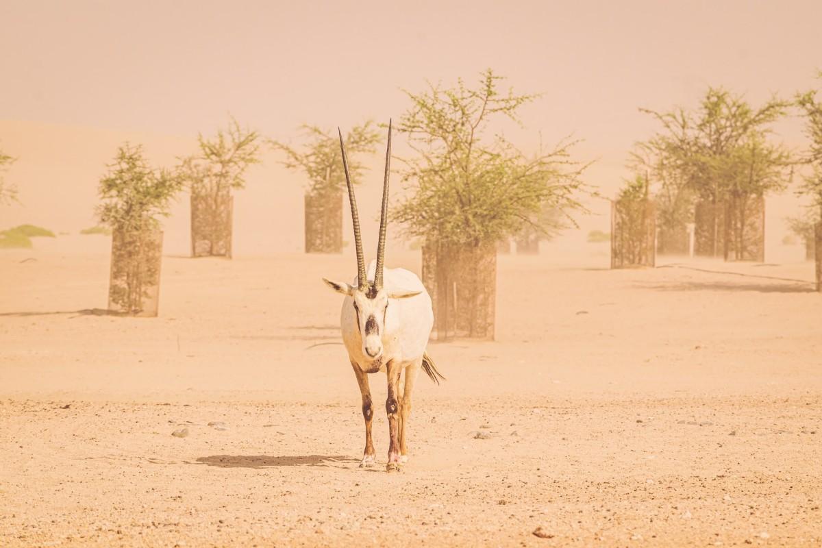 arabian orynx is the national animal of united arab emirates