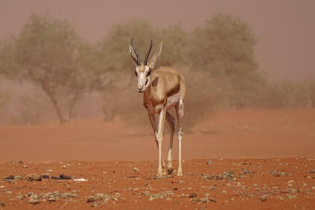 arabian sand gazelle in the desert