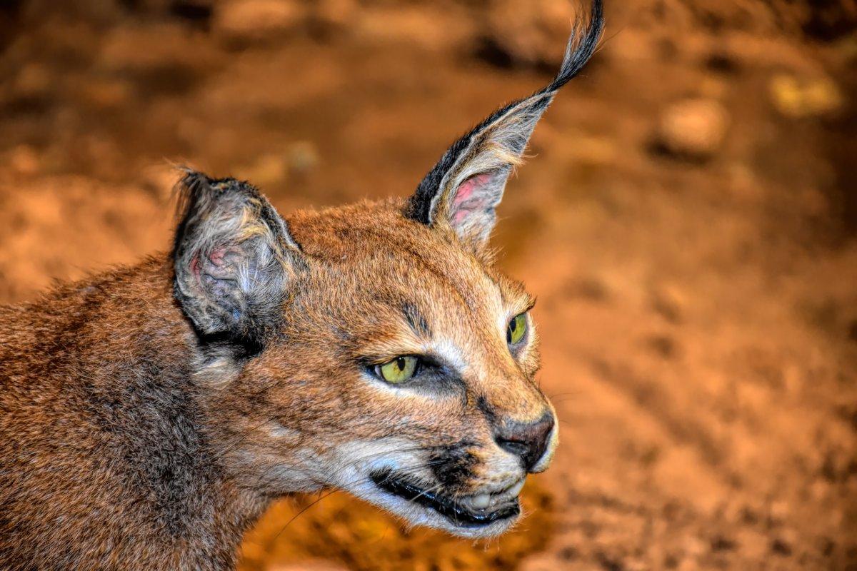 asiatic caracal is one of the animals in united arab emirates