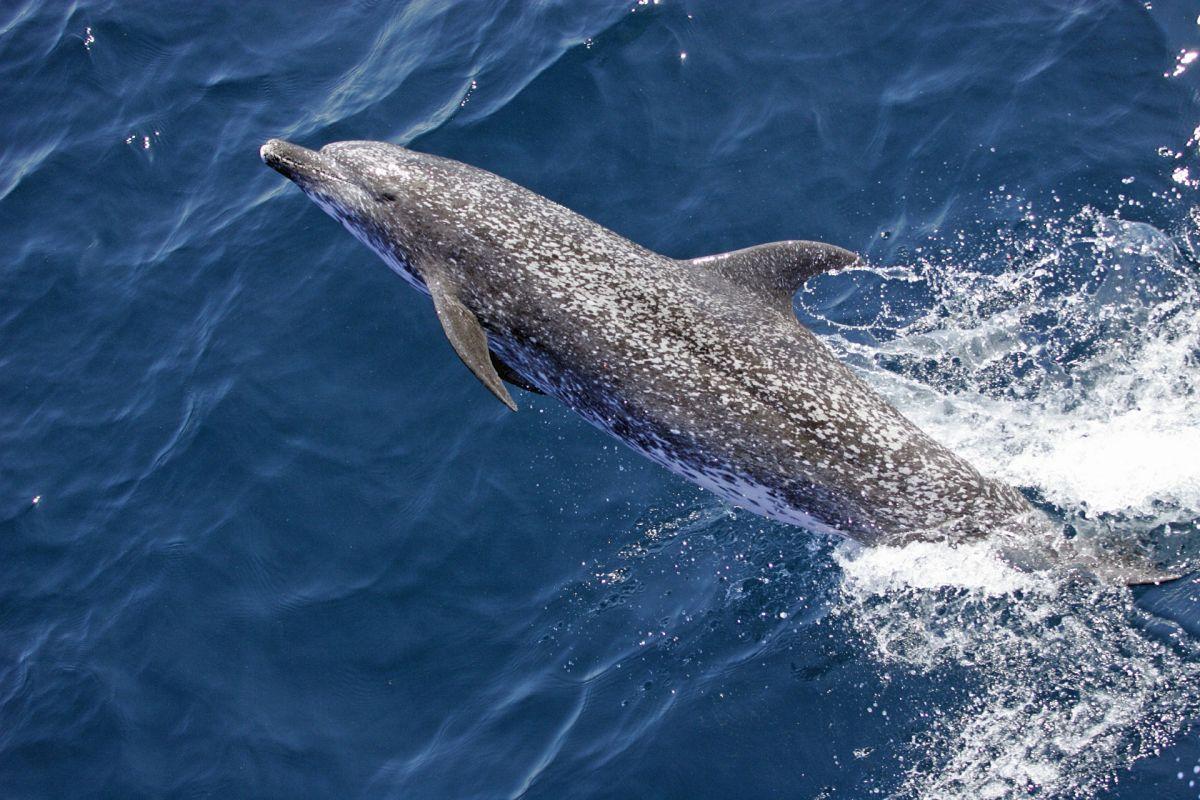 atlantic spotted dolphin is among the portuguese animals