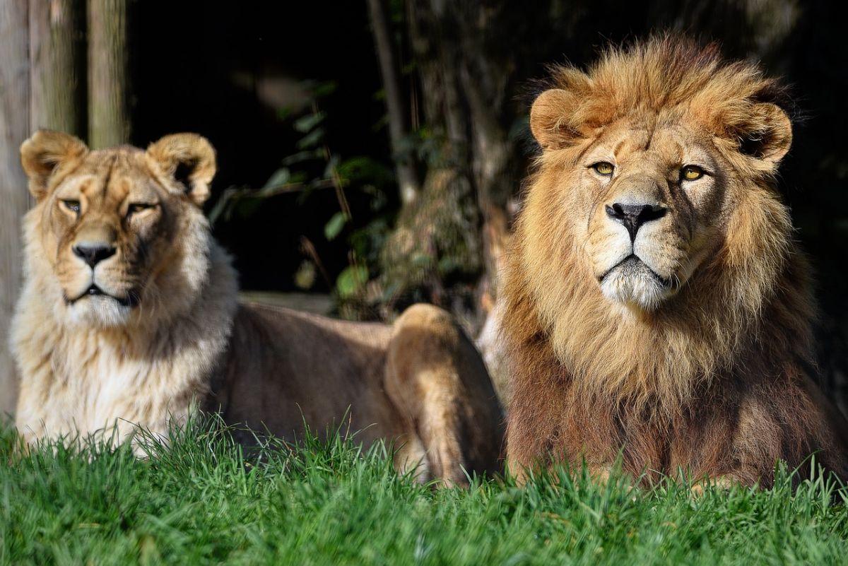 barbary lion is the national animal of morocco