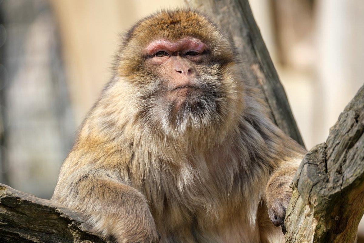barbary macaque is among the animals of algeria