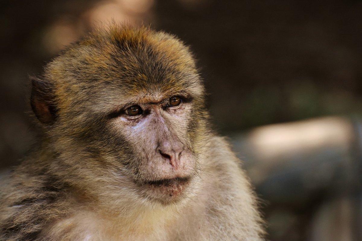 barbary macaque is one of the most common moroccan animals