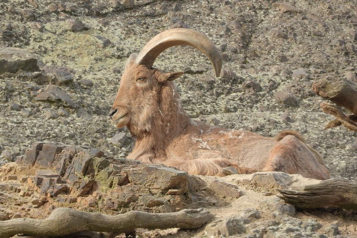 barbary sheep is one of the animals that live in mali