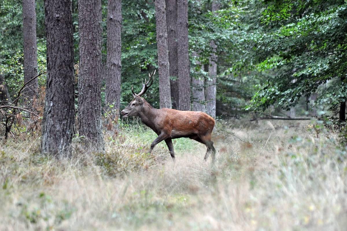 barbary stag