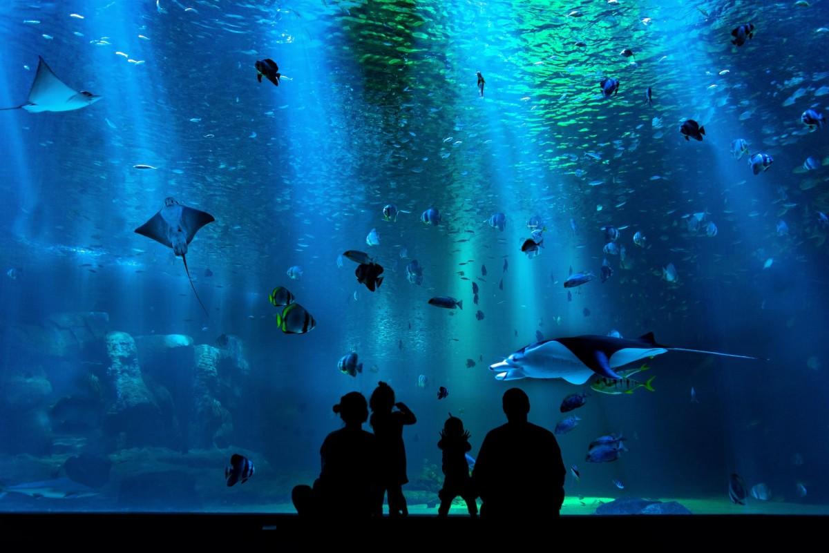 barcelona aquarium is one of the best places to visit in barcelona in winter