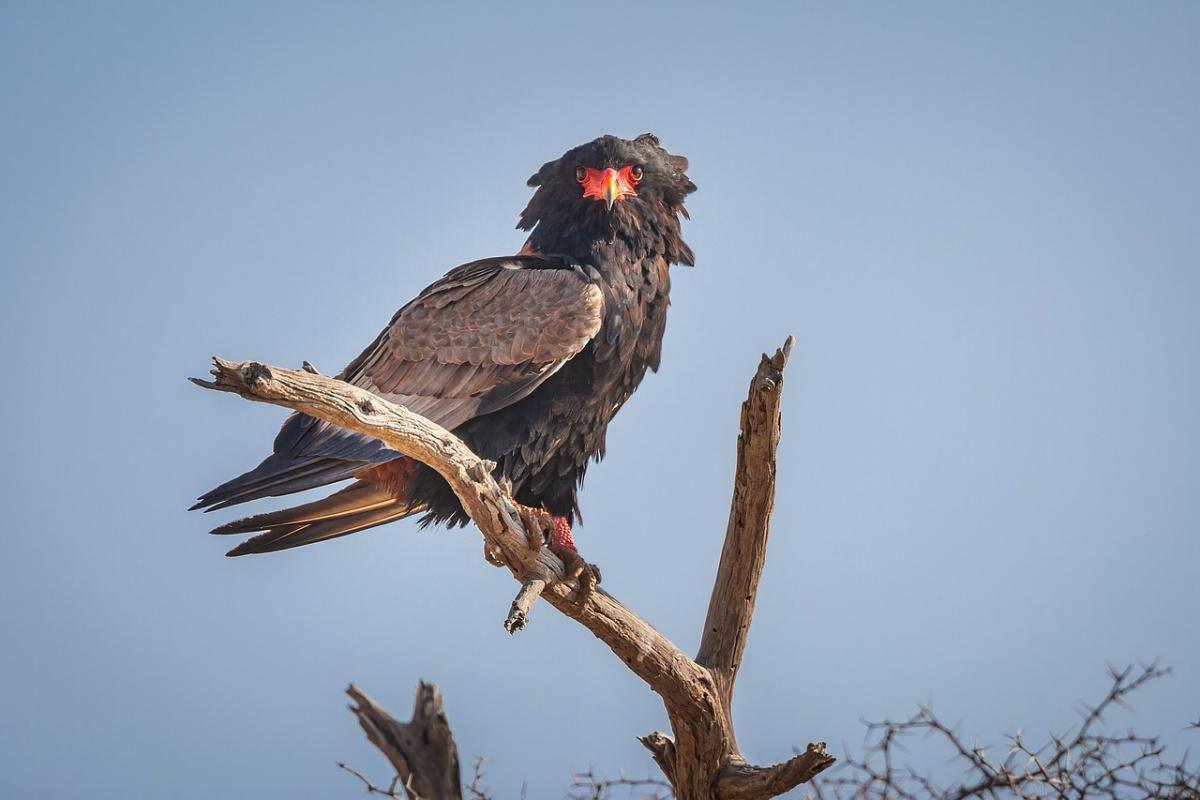 bateleur