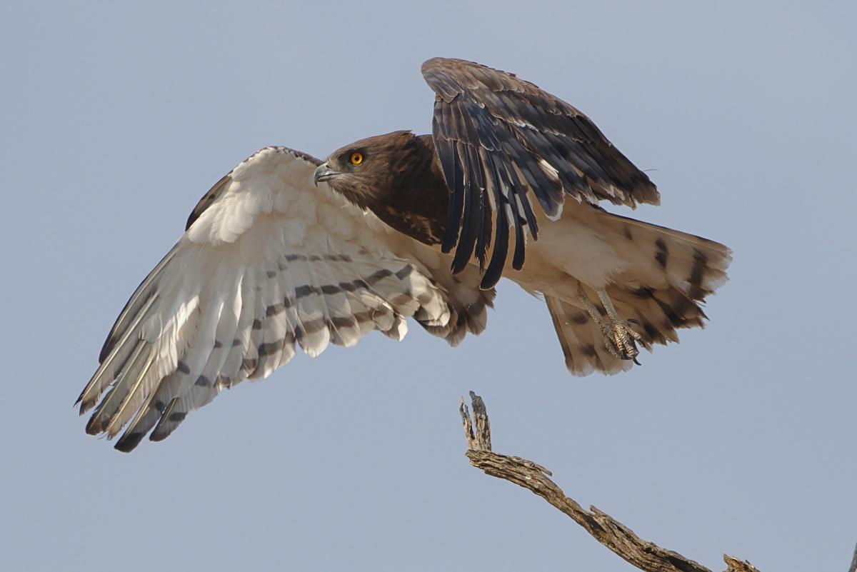 beaudouin's snake eagle