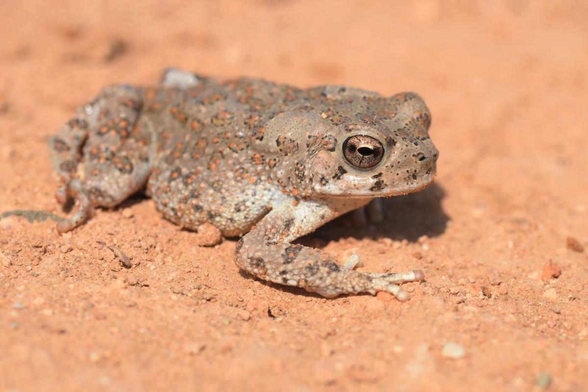 berber toad is among the animals of morocco