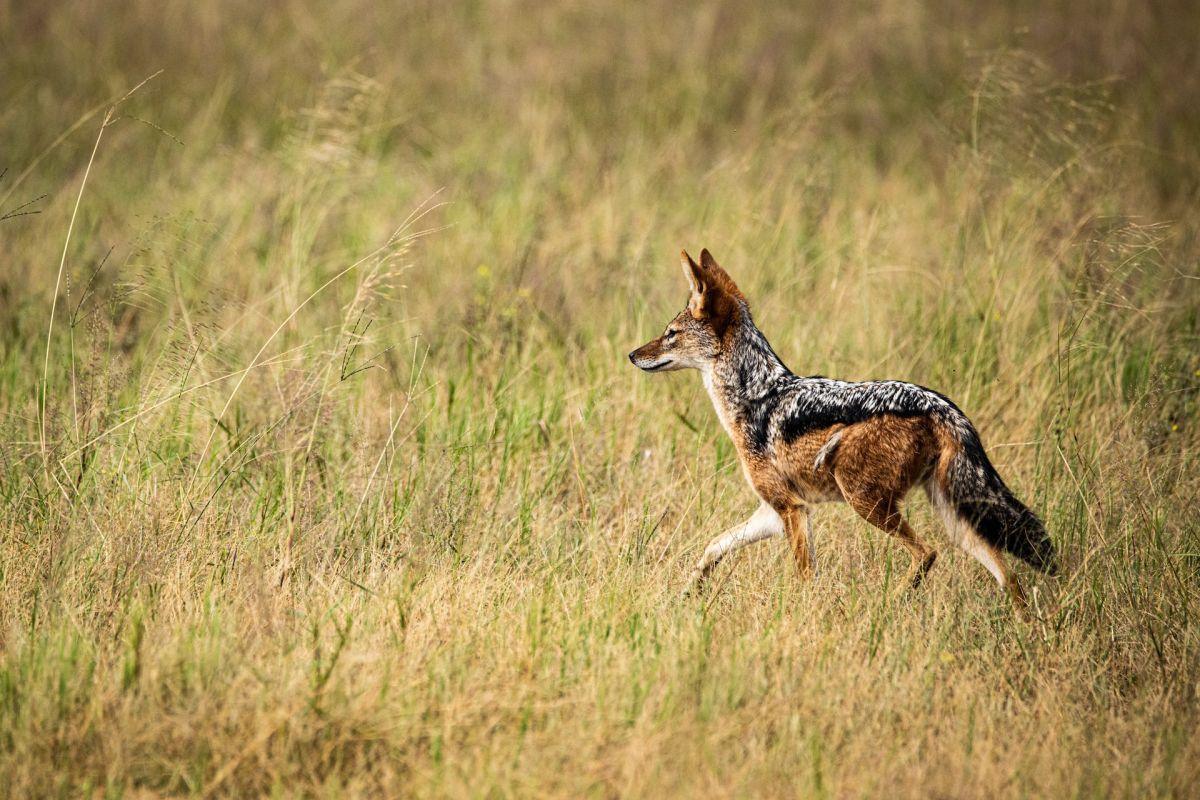 black-backed jackal