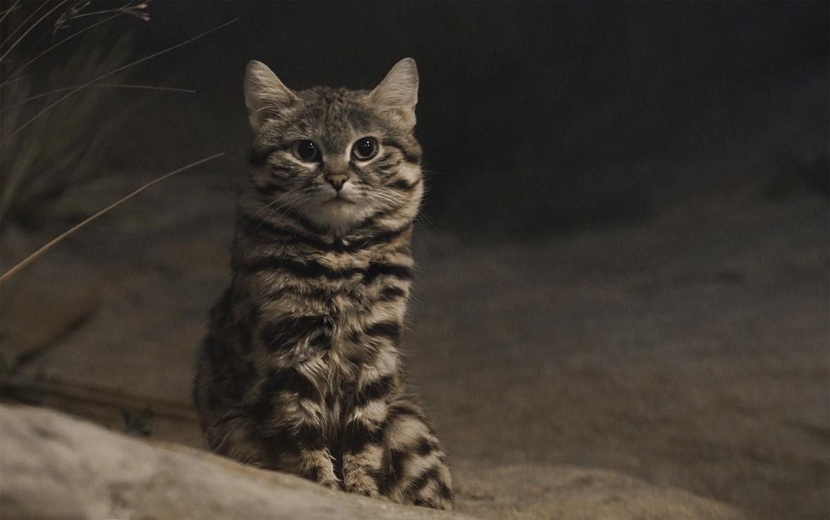 black-footed cat is among the animals in zimbabwe africa