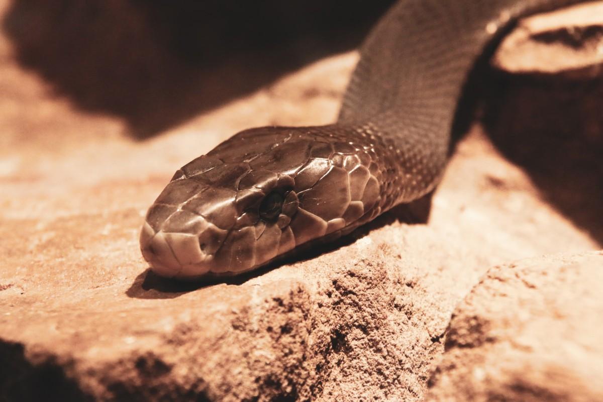 black mamba is part of the mozambique animals