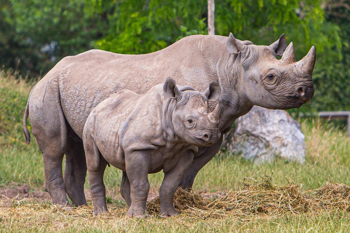 black rhinoceros is among the endangered animals in zambia
