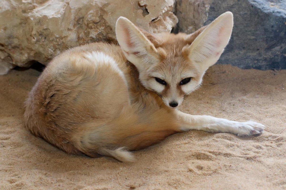 blanford's fox lying on the ground