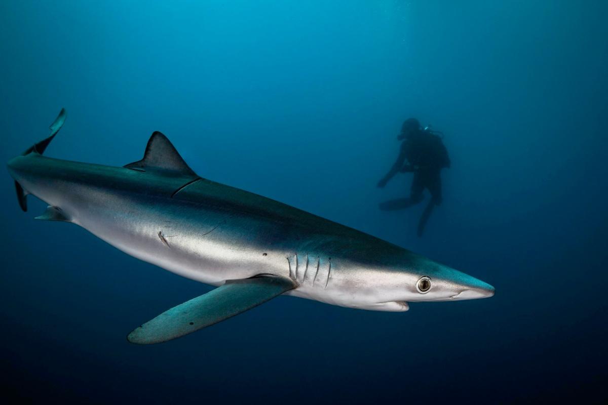 blue shark