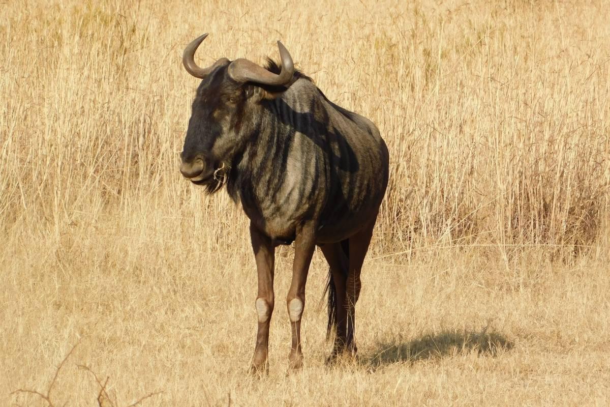 blue wildebeest in the savanna