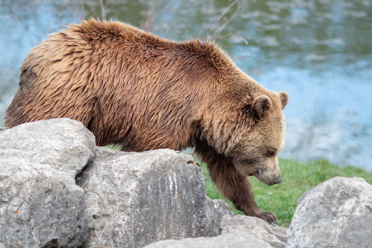 brown bear is also a spanish animal