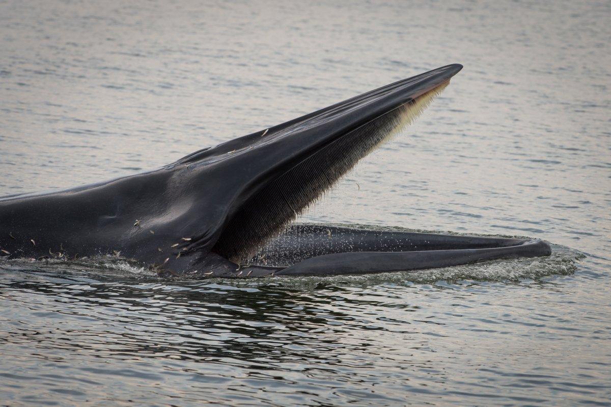 bryde's whale