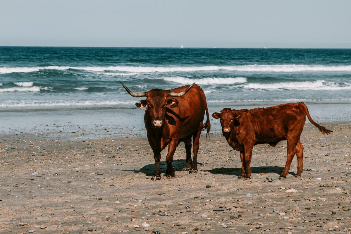 bull is the national animal of spain