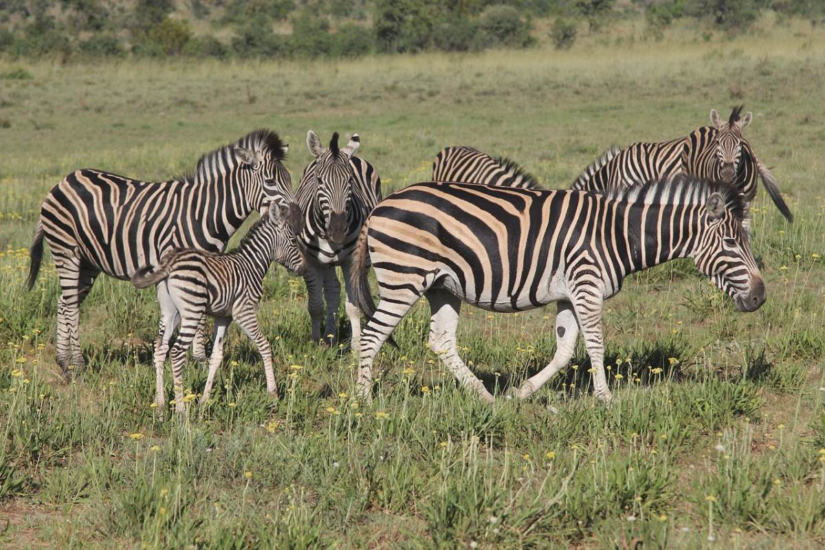 burchell's zebra is an endemic species in south africa