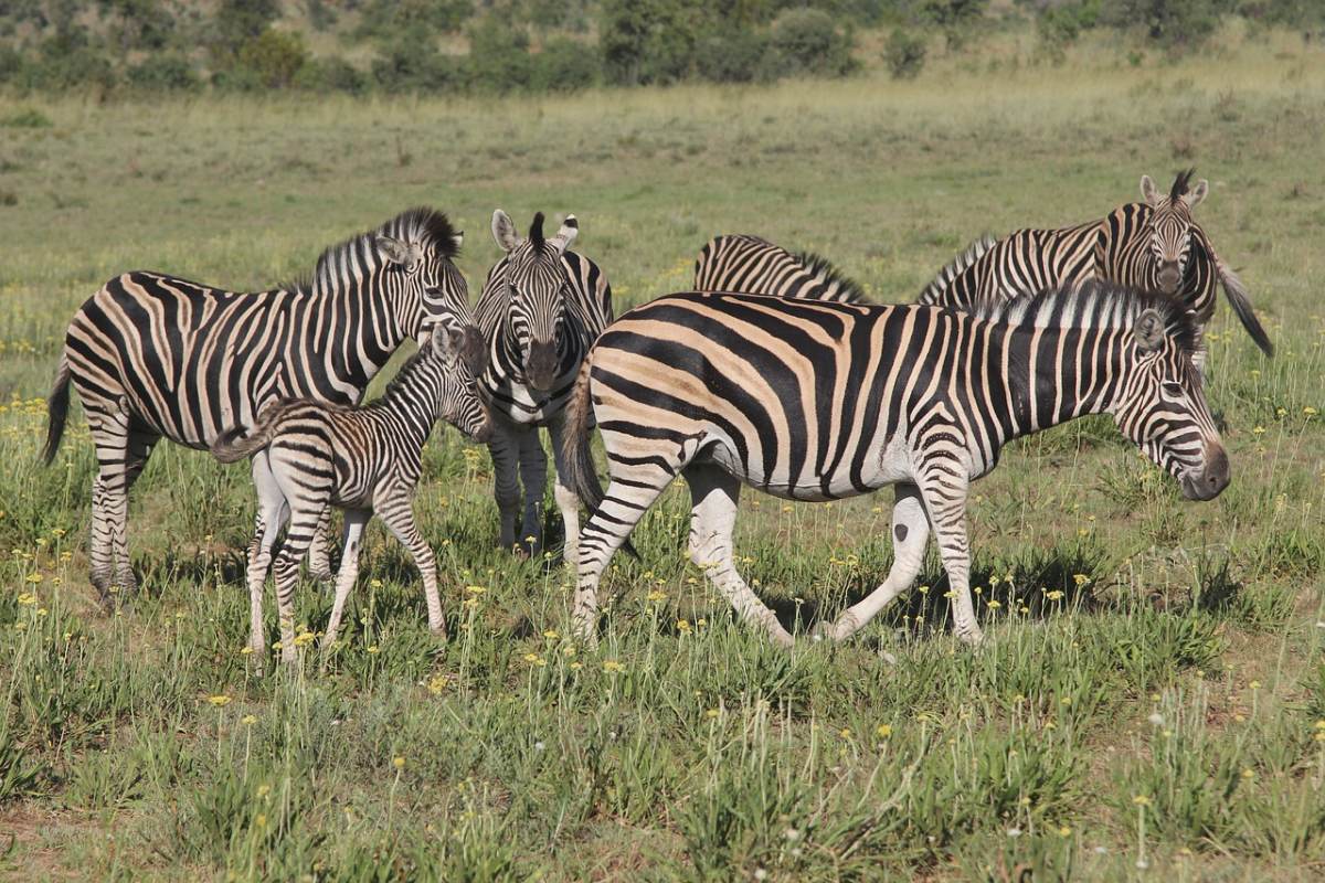 burchell's zebra