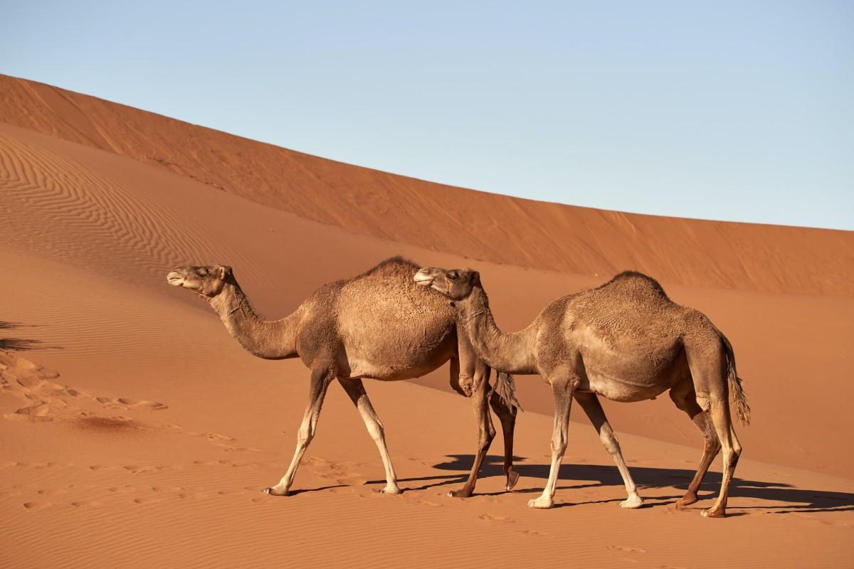 camel is a qatar animal