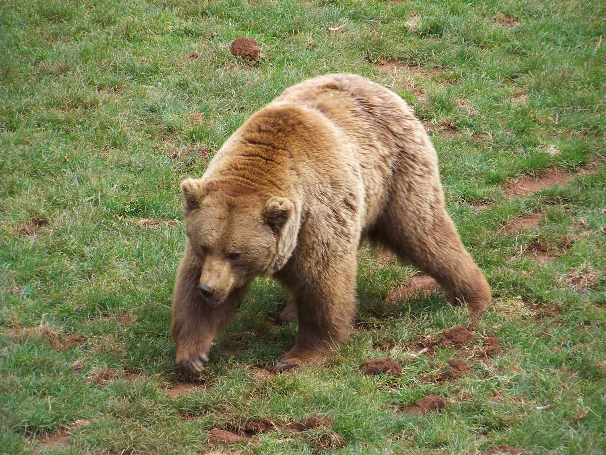 cantabrian brown bear