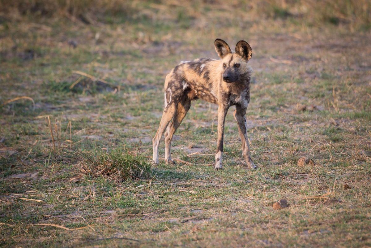 cape wild dog is among the endangered animals in zimbabwe