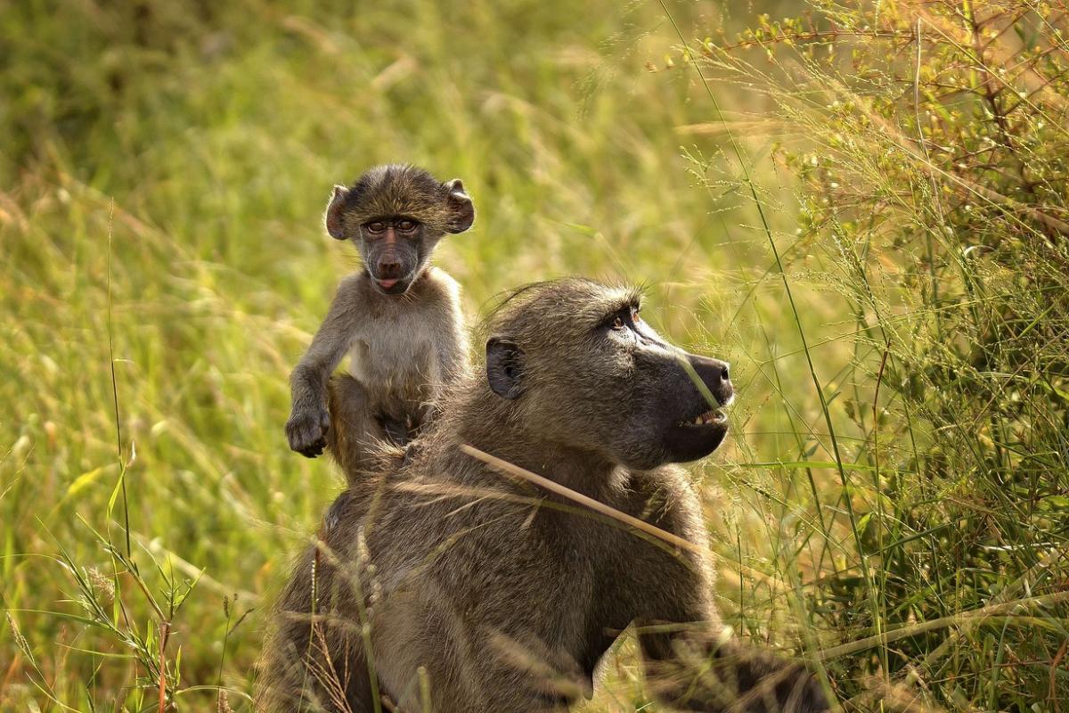 chacma baboon