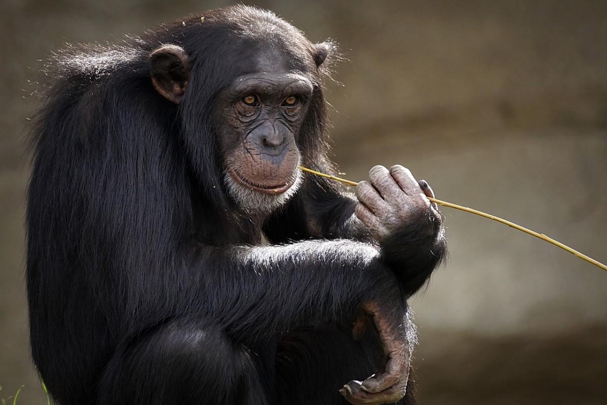 sitted chimpanzee stairing at something