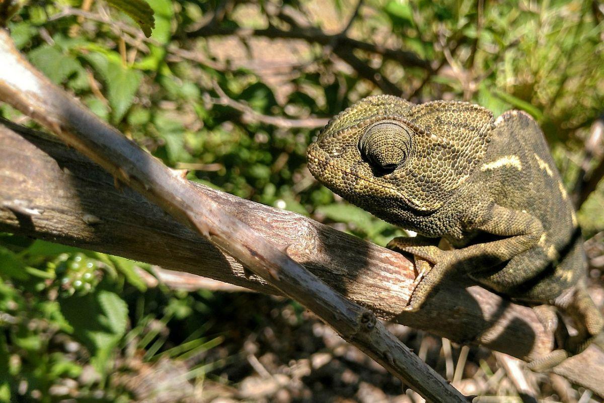 common chameleon is an animal portugal has on its land